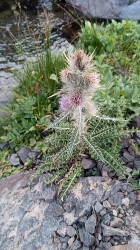 Tall Mountain Thistle (Cirsium hesperium)