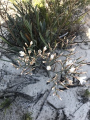 Limonium longifolium