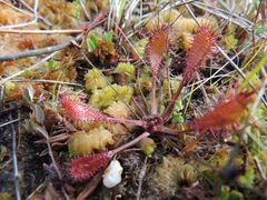 Drosera × obovata