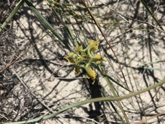 Ferraria variabilis