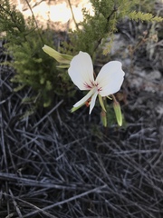 Pelargonium longicaule
