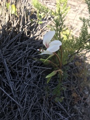 Pelargonium longicaule