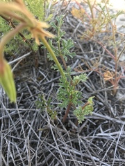 Pelargonium longicaule