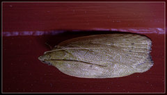 Phaeosaces coarctatella