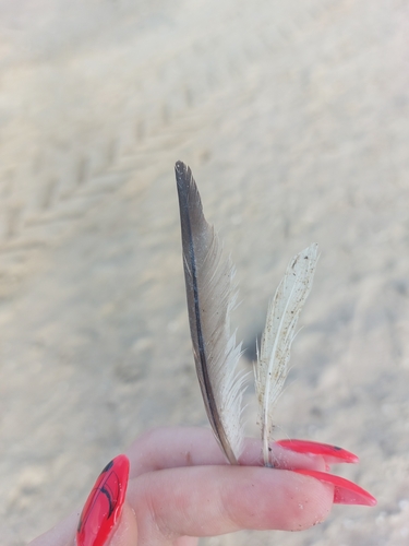 Plume de Grèbe à cou noir