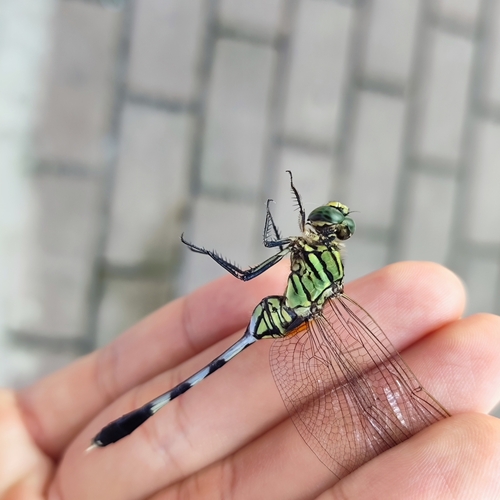 Slender Skimmer