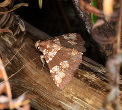 Saroba pustulifera