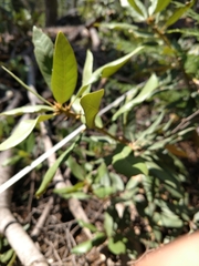 Chrysolepis sempervirens