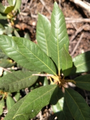 Chrysolepis sempervirens
