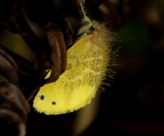 Euproctis cryptosticta