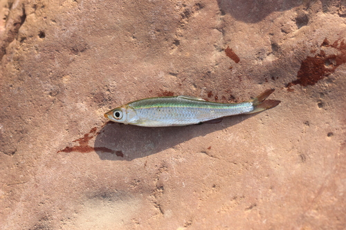 Hainan sharpbelly (Pseudohemiculter hainanensis) — Cyprinidae — 3