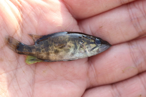 Sharpnose perch (Coreoperca whiteheadi) — Sinipercidae — 2