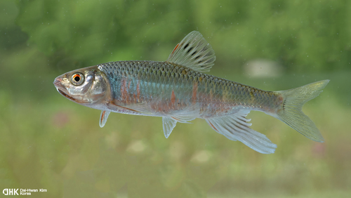 Zacco platypus (Temminck & Schlegel, 1846)