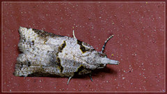 Harmologa amplexana