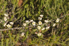 Leptospermum macrocarpum