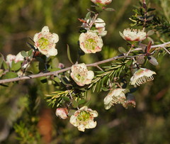 Leptospermum macrocarpum