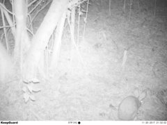 Lepus sinensis formosus