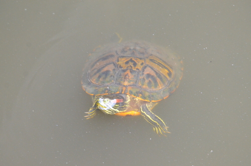 Trachemys scripta