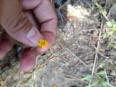 Erythranthe montioides