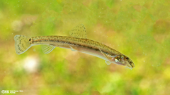 Miho Spined Loach photo 2