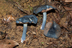 Entoloma burkilliae