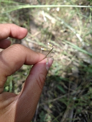 Boechera platysperma
