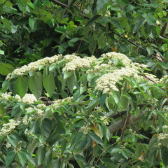 Commersonia bartramia