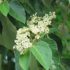 Commersonia bartramia