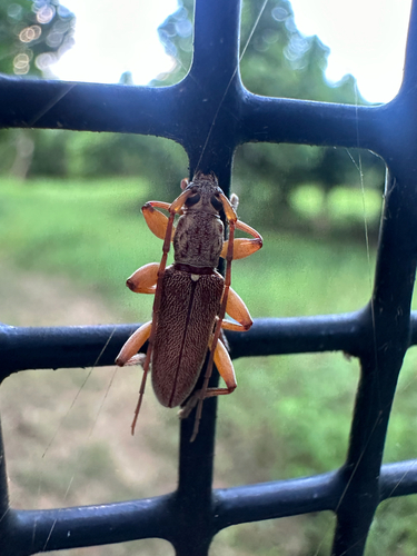 Ceresium long-horned beetle