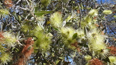 Melaleuca nervosa