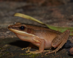 Indosylvirana aurantiaca