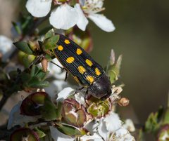 Castiarina xanthopilosa