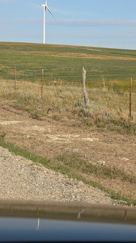 iNaturalist observation 2025-08-07