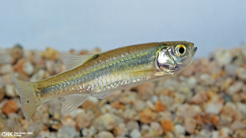 Chinese bleak (Aphyocypris chinensis) — Cyprinidae