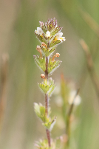 arctic eyebright (Euphrasia subarctica)