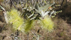 Melaleuca nervosa