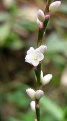 Persicaria jucunda