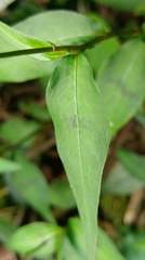 Persicaria jucunda