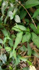 Persicaria jucunda