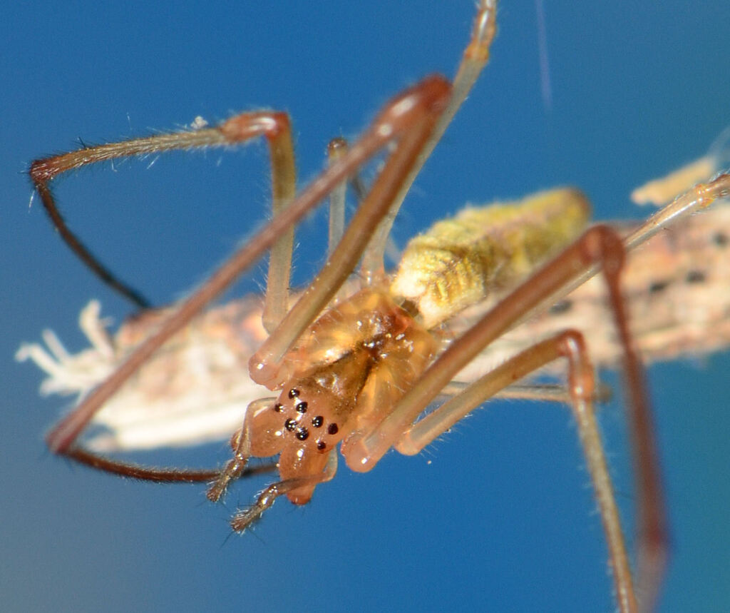 Tetragnatha jaculator