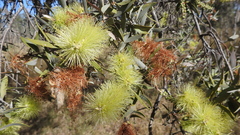 Melaleuca nervosa
