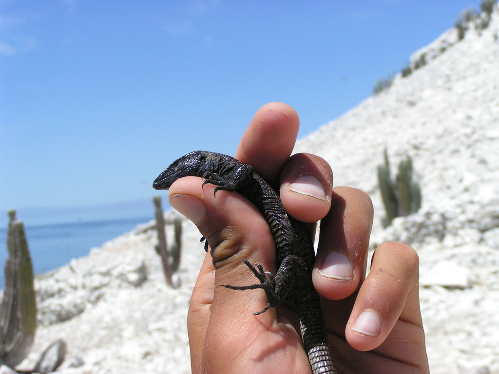 San Pedro Martir Whiptail