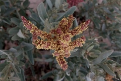 Atriplex cinerea