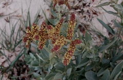 Atriplex cinerea