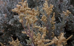 Atriplex cinerea