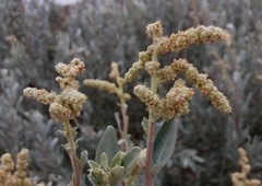 Atriplex cinerea