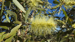 Melaleuca nervosa