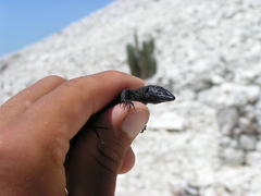 Aspidoscelis martyris