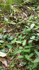 Persicaria jucunda