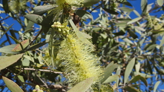 Melaleuca nervosa